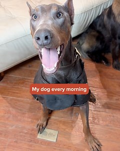 3.6K views | Whether you’re feeding one dog or eighteen, We Feed Raw makes consistency simple — so every meal hits the same high standard. ⛔ Junk-free meals 數 Clean, raw nutrition  Designed to help dogs thrive Raw food is the clean fuel your dog deserves. For owners who want the best: raw food that fits into real routines. | We Feed Raw | Facebook