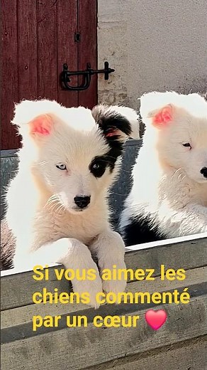 petit chiot Border Collie croisé berger australien, noir et blanc cute mignon aller voir grandir