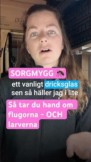 Sorgmygg och hur du kan undvika, och behandla dom 🌱 #sorgmygg#bananflugor#odlablommor