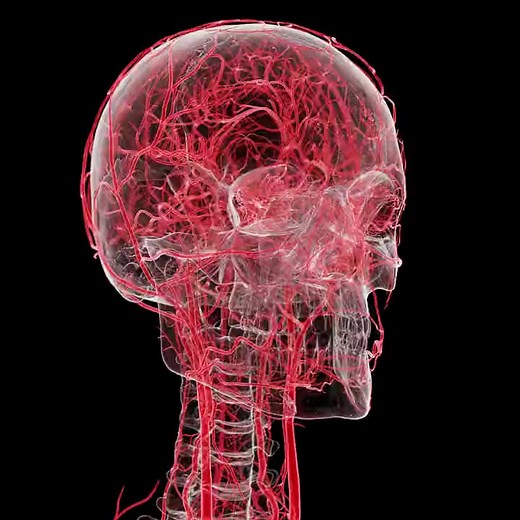 Discover the complexities of head arteries with 3D model #medical #medicalstudent #medicaleducation #medicine | Medical Sciences
