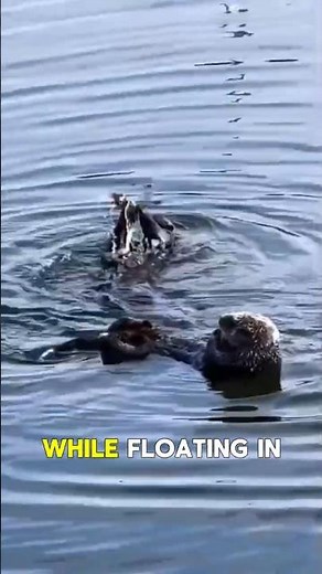 OTTERS Are Cuter Than You Think… And More Dangerous #facts #animals #wildlife