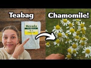 How To Grow Chamomile From A Teabag! - Easy and Cheap