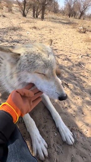 Ancient Ancestors' First Best Friend: The Wolf's Secret Story