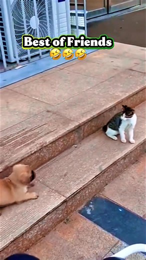 3.7M views · 49K reactions | Flex ko muna ang mag bestfriend藍 #doglover #catlover #doglife #catlife | Batanguena in Japan | Facebook