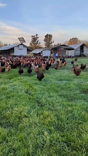 White Holland Turkeys and Regenerative Agriculture