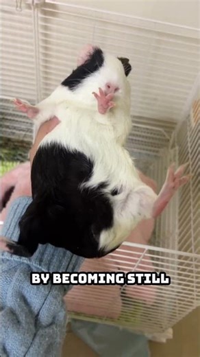 Why Guinea Pigs Freeze Like Statues When They Get Scared