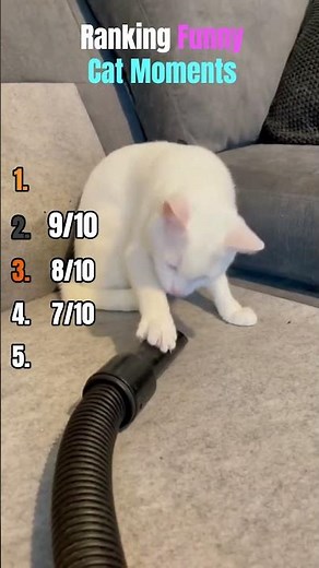 Ranking the Funniest Cat Moments Ever!🐱😂
