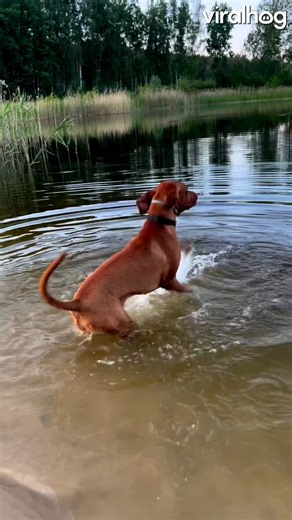 31K views · 552 reactions | #Viszla starts the engine before swimming ️ #Dogs #Humor #ViralHog | ViralHog | Facebook