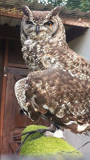 AFRICAN SPOTTED EAGLE OWL POSTURING