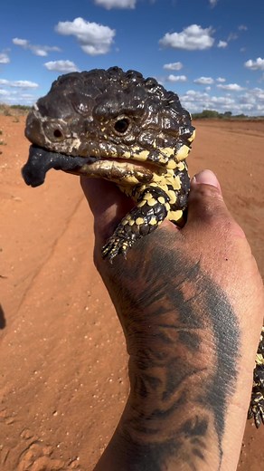 Rescuing an Eastern Shingleback Skink in Rufus, NSW, Australia