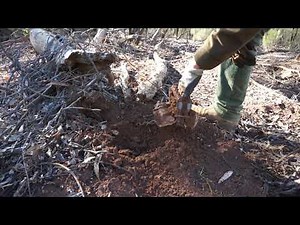 Sticking my hand in a Jake dog trap!