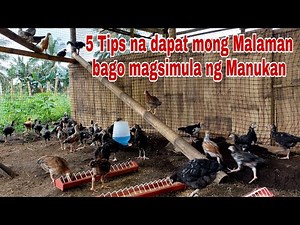 5 Golden Tips Before Starting a Poultry Farming | Chicken Farming