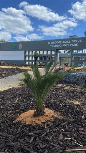 October was all about getting our hands dirty and giving back to the land 🌿 Here’s a glimpse of what we’ve been up to - keeping it green, one planting at a time 💚 | Grasstrees Australia