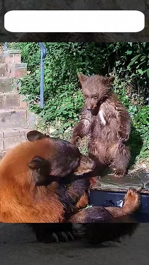 La familia de osos pardos y su historia fascinante