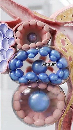 🥚 Egg vs Ovary: Where Does the Egg Really Live? | 3D Medical Animation