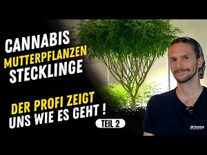 Cannabis Mutterpflanzen und Stecklinge - Alles was du wissen solltest , Beschneiden , Selektieren #2