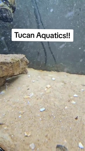 12K views · 129 reactions | Luna doesn't need to put her food down to get another snack  #lunathemantis #posreffish #mantisshrimp #tucan #fyp #tucanaquatics #tucan #saltwateraquarium | Mantis Shrimp | Facebook