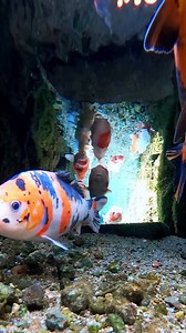 187 reactions | The Hidden Charm of Shimabara's Clear Streams: A...