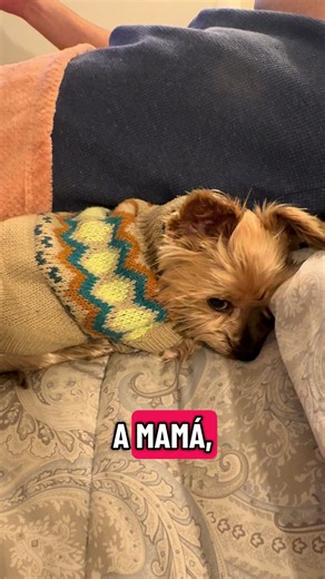 Yorkie perrito: cuidados y datos sobre el Yorkshire Terrier
