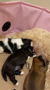 Sweet Daisy gave birth to 4 puppies, with 3 surviving, just 3 weeks ago. She's being a great mommy to her babies! She has two females and one male. Daisy had been adopted just shortly before we found out she was pregnant. Her owner is taking great care of the entire family! . . #lovebugsrescue #instadog #dogstagram #shihtzu #shihtzusofinstagram #dog #pregoproblems #mamadog #puppy #puppiesofinstagram #nursing #nursery #rescued #love | Lovebugs Rescue