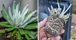 Woolly Senecio (Senecio Scaposus) Succulent Care Guide