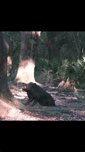 Wild Boar Hunting | The Biggest Boar We've Ever Seen! 😱🐗