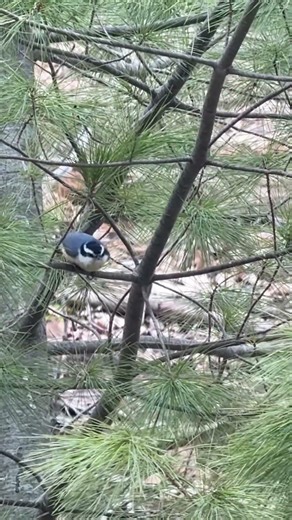 Red-breasted nuthatch takes flight