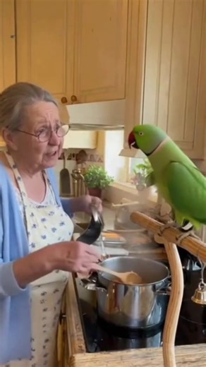4.1K views · 74 reactions | Bird see grandma cooking  #fypシ #talkingparrot #grandma #CockatooLife #parrots #cockatoo #viral #reel | K1 Froocoo | Facebook