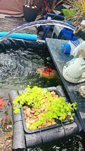 New live plant in pond DIY floating basket with creeping Jenny #diy #pond #goldfish #koi #relaxing