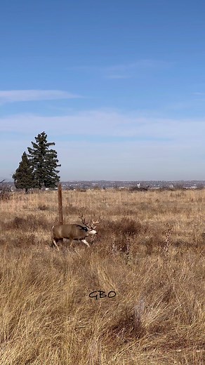 310K views · 3.5K reactions | This monster buck is getting rutty! He had a good doe with him and kept chasing her back and forth with a little grunting you can hear if you turn the volume up. www.GoodBullGuided.com | Good Bull Outdoors | Facebook