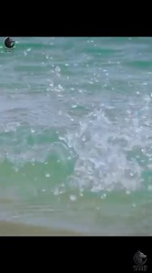 1.6M views · 38K reactions | Water World III 麗 The Final Wave of Wild Chaos Follow Mystery of Wild for more jaw-dropping wildlife battles, rare underwater shots and untold stories from the deep blue! Killer Whales, Savage Birds & Underwater Battles! 礪呂 #WaterWorld3 #KillerWhalesAttack #SealHunt #BirdVsFish #OceanPredators #UnderwaterChaos #WildlifeMoments #MysteryOfWild #BluePlanetScenes #SeaBeasts #NatureUnfiltered | Mystery Of Wild | Facebook