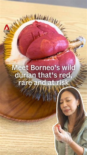 Ever heard of durian dalit? Found deep in Borneo, this wild durian stands out with its red or orange flesh — sometimes a rainbow mix — a peanut-buttery taste and low sugar. With fewer than 100 hectares of durian dalit trees left in the wild, Sabah is now racing to turn the fruit into an agro-tourism draw to help protect the species and support local farmers. #malaysia #malaysianews #sabah #duriandalit | CNA