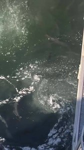 Yesterday 44,534 fall chinook passed Bonneville Dam, pushing the year's chinook count past 870,000 fish so far. In this video taken by CRITFC fisheries technician Jayson FiveCrows this morning at the ladder entrance, you can see that the fish are still coming on strong. | Columbia River Inter-Tribal Fish Commission