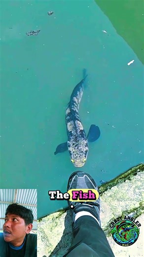 predatory fish #bestfishing #predatoryfish #fishing