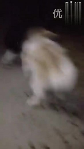 人与动物，真情交流。