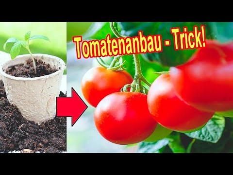 The Tomato Trick – Grow your own tomato plants quickly and easily!