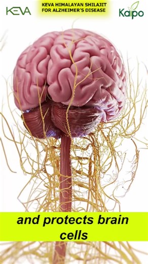 Keva Himalayan Shilajit – A natural source to improve memory, support brain health, and boost cognitive function. Ideal for enhancing focus and mental clarity. 🧠 . . . #KevaHimalayanShilajit #BrainHealth #CognitiveSupport | Keva Kaipo Industries Pvt Ltd