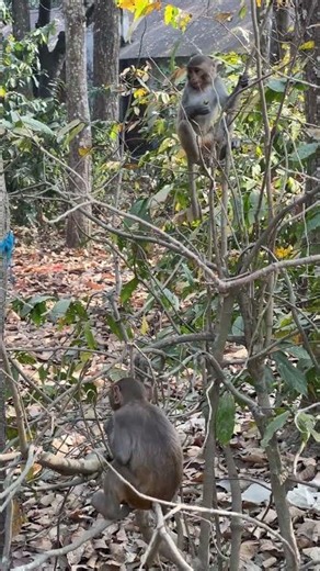 "How beautiful the little monkeys are playing together on the tree!"