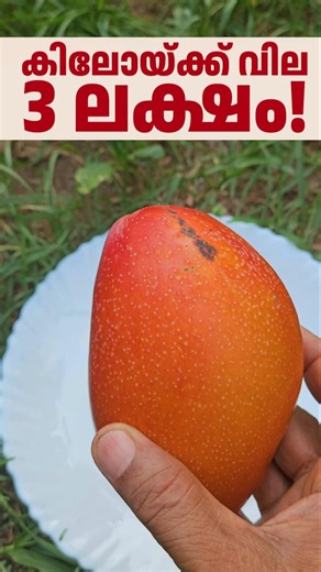 The world's most expensive mango worth 3 lakh rupees! #mango #miyazaki #farminglife #fruit