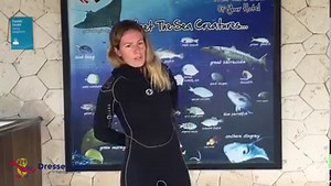 2K views · 19 reactions | With the arrival of summer, it’s a good time to remember some scuba diving concepts. For example, what is the best way to put on a weight belt? 樂 My colleagues explain it in this video  | Dressel Divers | Facebook