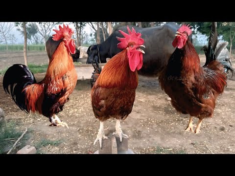 6 roosters crowing sounds compilations. Which one rooster best sound #rooster #roostersound 