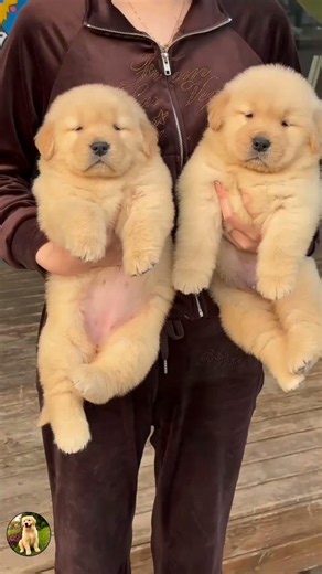 Adorable &Cute golden retriever 😍❤️