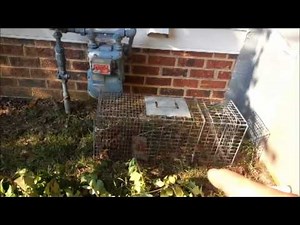 Opossum in Crawl Space