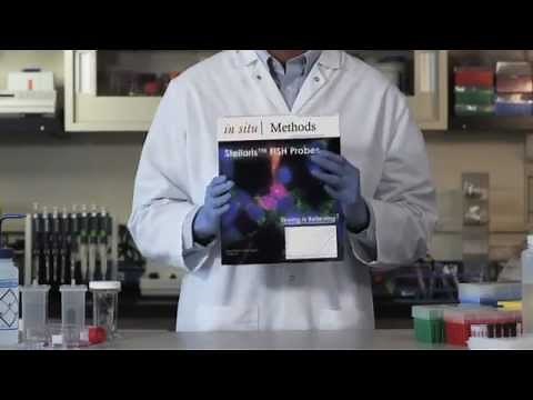 Stellaris RNA Fluorescence In Situ Hybridization (FISH) Probes Full Video