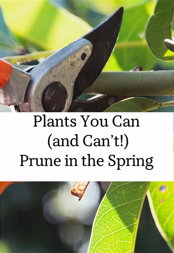 Essential Spring Pruning Tips for Your Garden