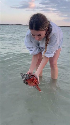 Woman Picks Up Florida Horse Conch at Beach