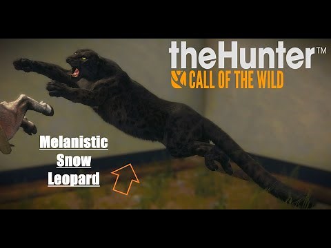Melanistic Snow Leopard on Sundarpatan - The Hunter COTW