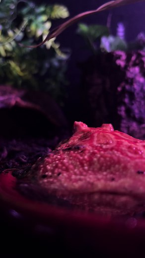 #frogsoftiktok #frogs #chubby #frog #pumpkinseason