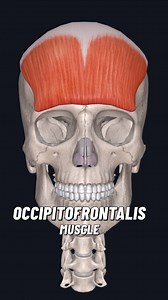 The occipitofrontalis is a thin, flat muscle of the scalp that plays a key role in facial expressions. It is part of the epicranial group and consists of two muscle bellies—frontal and occipital—connected by the epicranial aponeurosis (galea aponeurotica). Origin and Insertion: • Frontal belly: • Origin: Skin and subcutaneous tissue of the eyebrows. • Insertion: Epicranial aponeurosis near the coronal suture. • Occipital belly: • Origin: Superior nuchal lines of the occipital bone. • Insertion: 