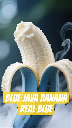 Blue Java Banana – The Ice Cream Banana #fruits